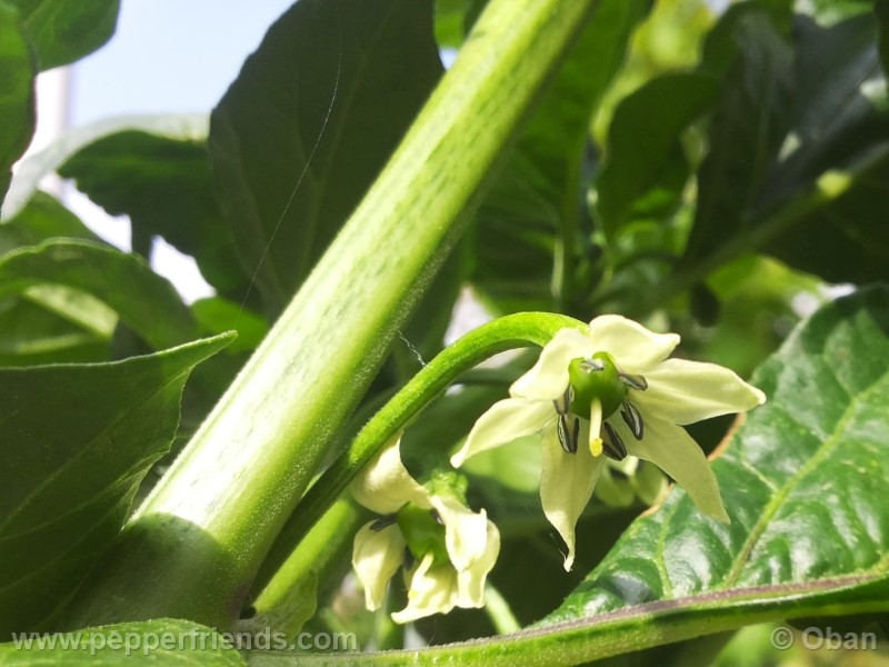 bhutlah-red_001_fiore_01.jpg