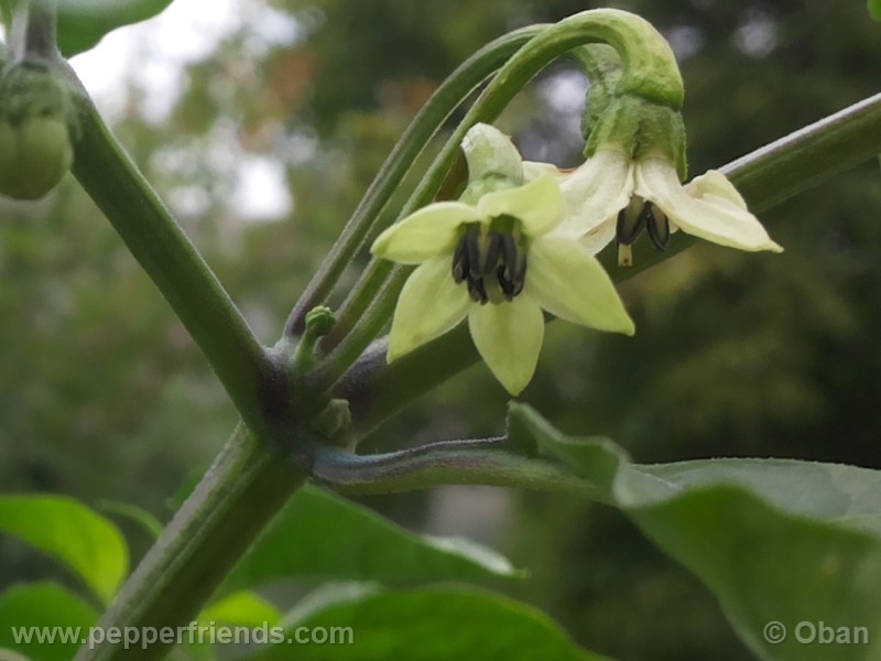 bhutlah-red_001_fiore_03.jpg