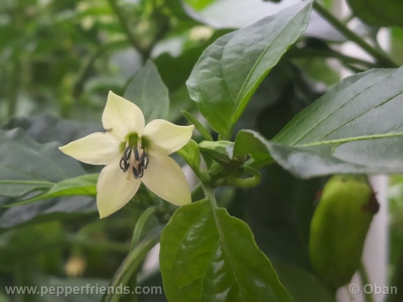 bhutlah-red_001_fiore_04.jpg