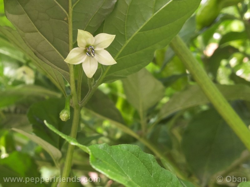 bhutlah-red_001_fiore_08.jpg