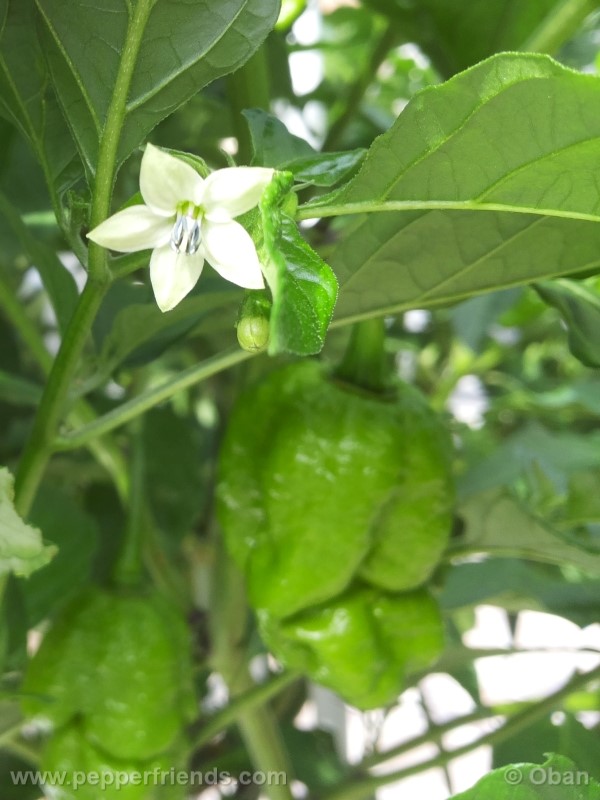 bhutlah-red_001_fiore_09.jpg