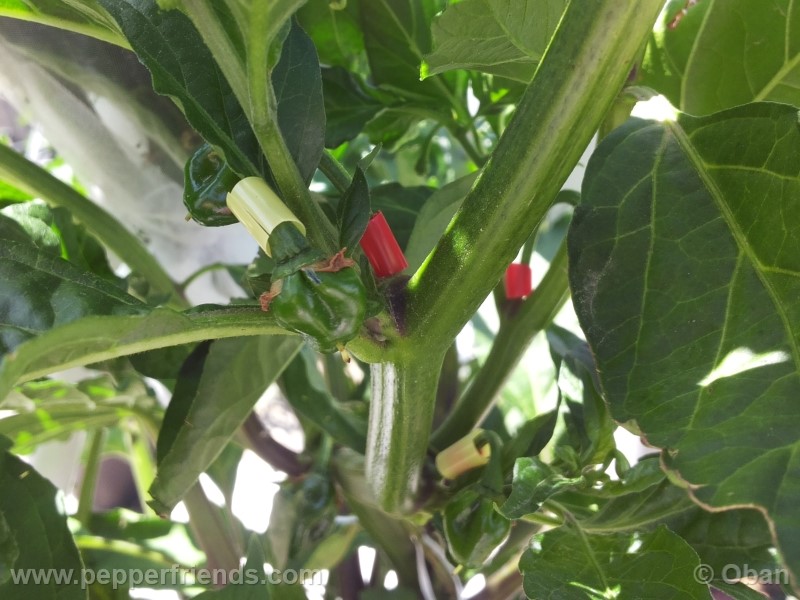 bhutlah-red_001_frutto_05.jpg