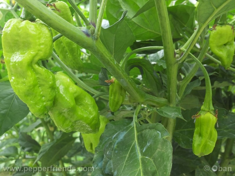 bhutlah-red_001_frutto_08.jpg