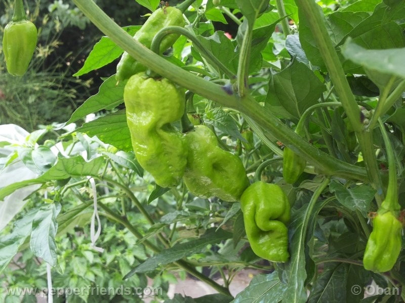 bhutlah-red_001_frutto_09.jpg