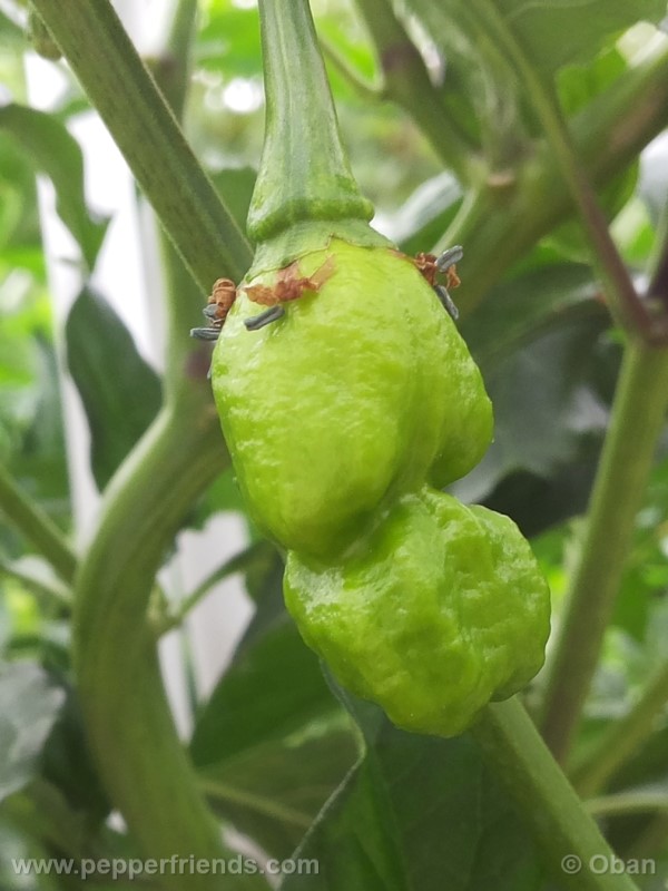 bhutlah-red_001_frutto_11.jpg