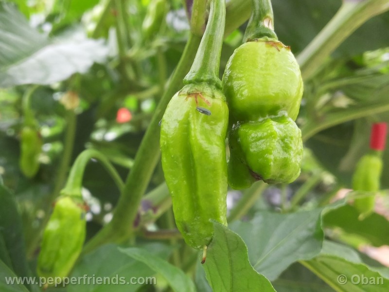 bhutlah-red_001_frutto_12.jpg