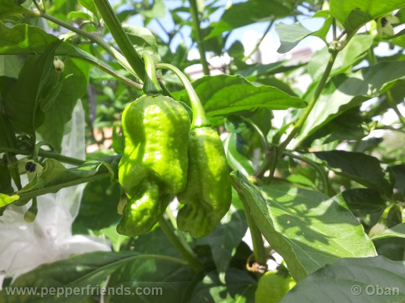 bhutlah-red_001_frutto_14.jpg