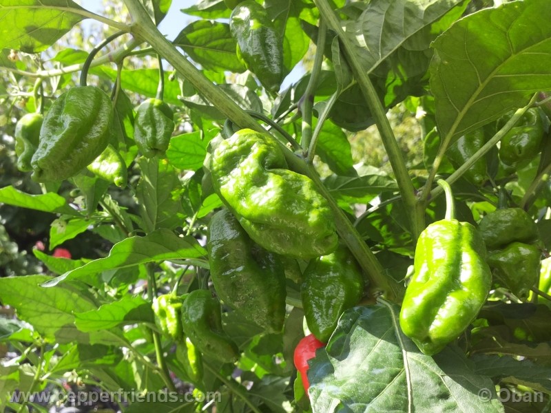 bhutlah-red_001_frutto_16.jpg