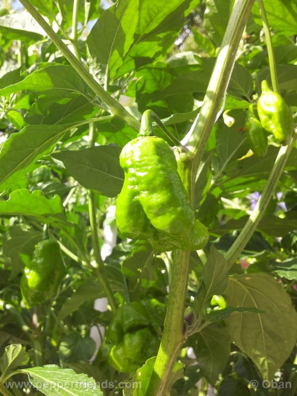 bhutlah-red_001_frutto_18.jpg