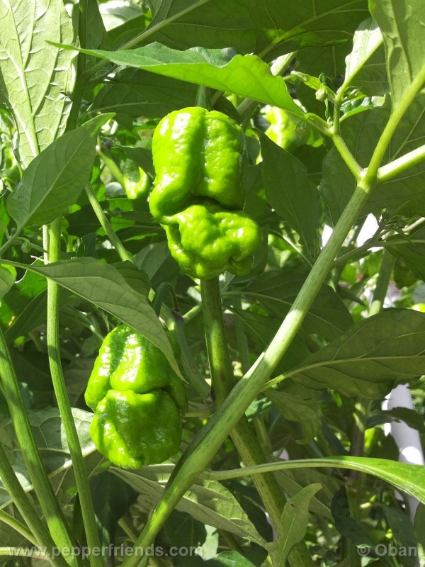 bhutlah-red_001_frutto_19.jpg