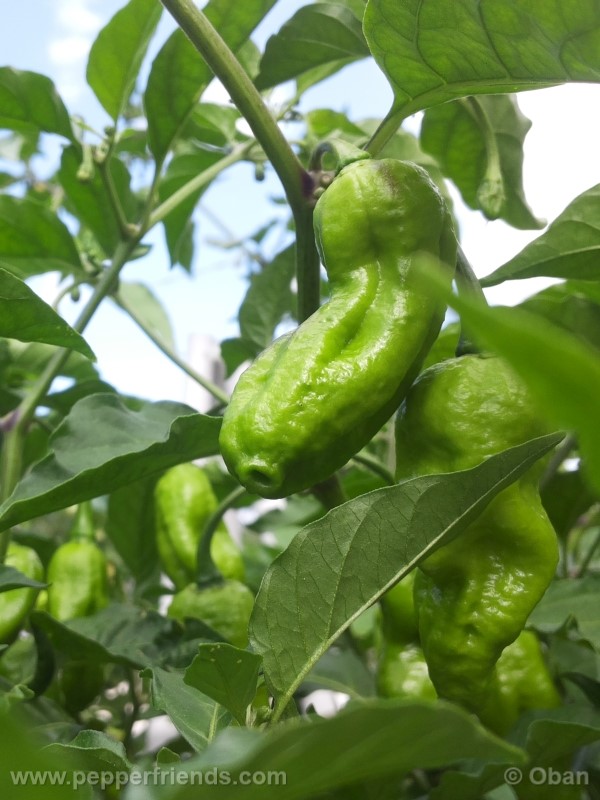 bhutlah-red_001_frutto_20.jpg