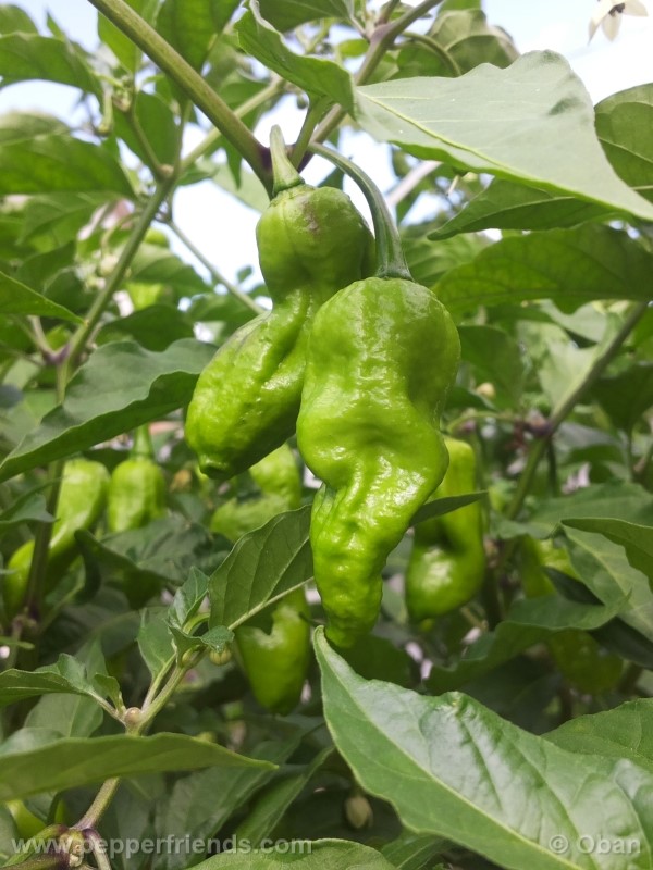 bhutlah-red_001_frutto_21.jpg