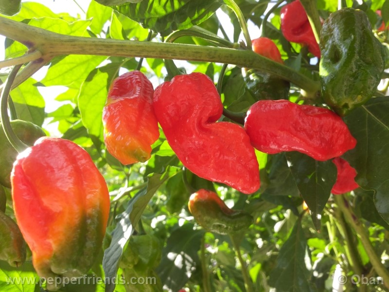 bhutlah-red_001_frutto_25.jpg