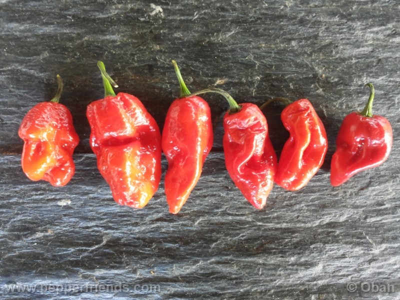 bhutlah-red_001_frutto_26.jpg