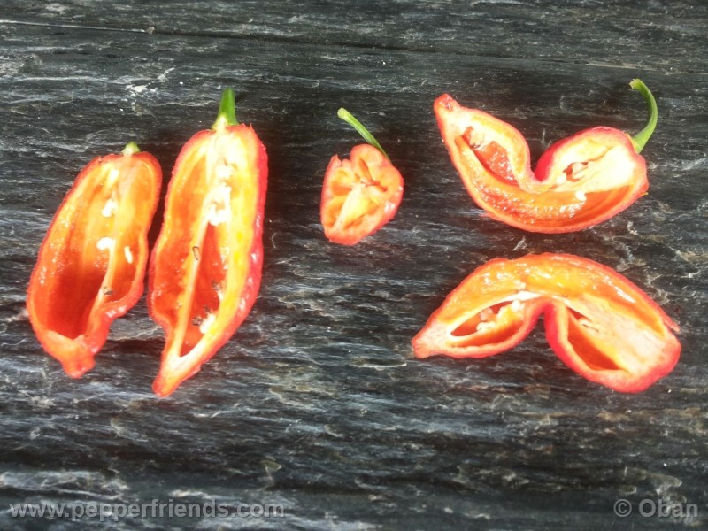 bhutlah-red_001_frutto_27.jpg