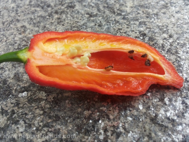 bhutlah-red_001_frutto_28.jpg