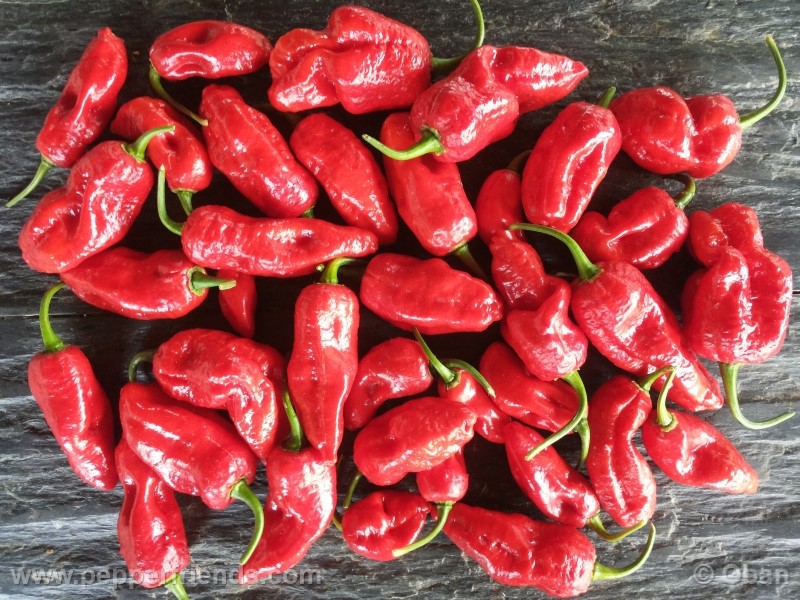 bhutlah-red_001_frutto_29.jpg