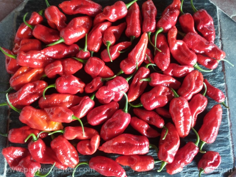 bhutlah-red_001_frutto_31.jpg