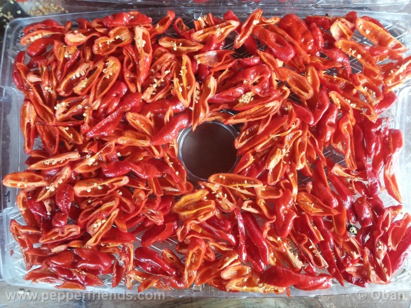 bhutlah-red_001_frutto_32.jpg