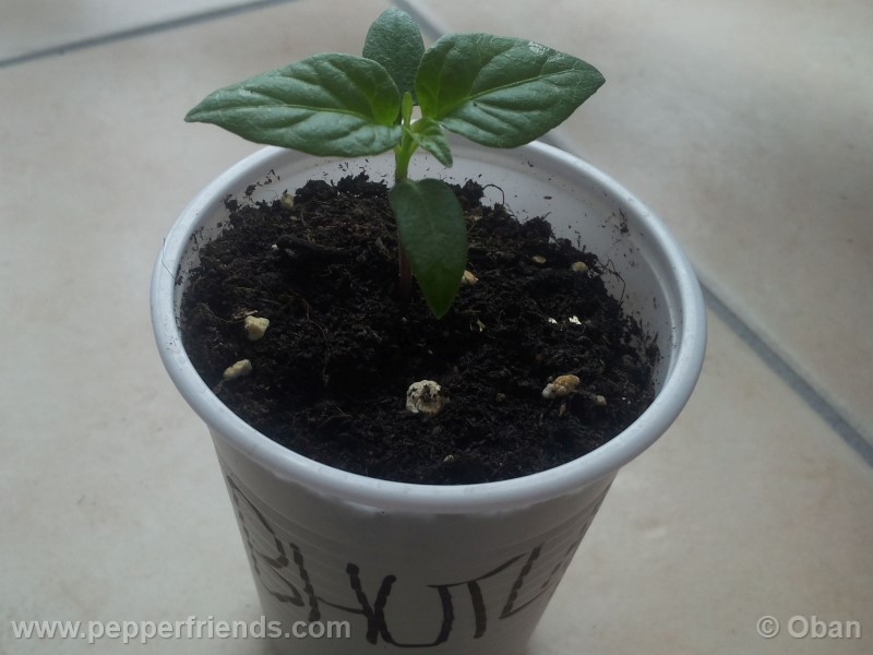bhutlah-red_001_pianta_02.jpg