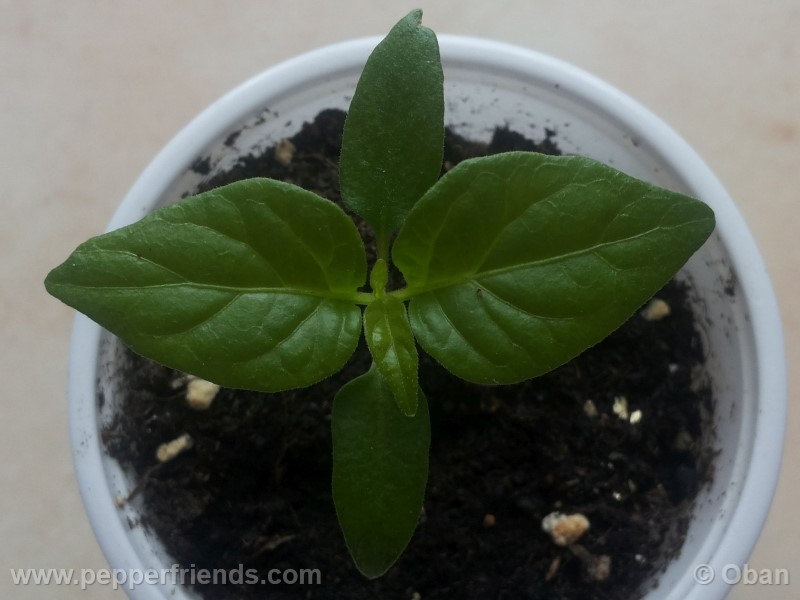 bhutlah-red_001_pianta_03.jpg