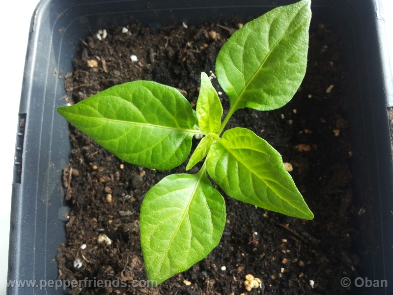 bhutlah-red_001_pianta_04.jpg