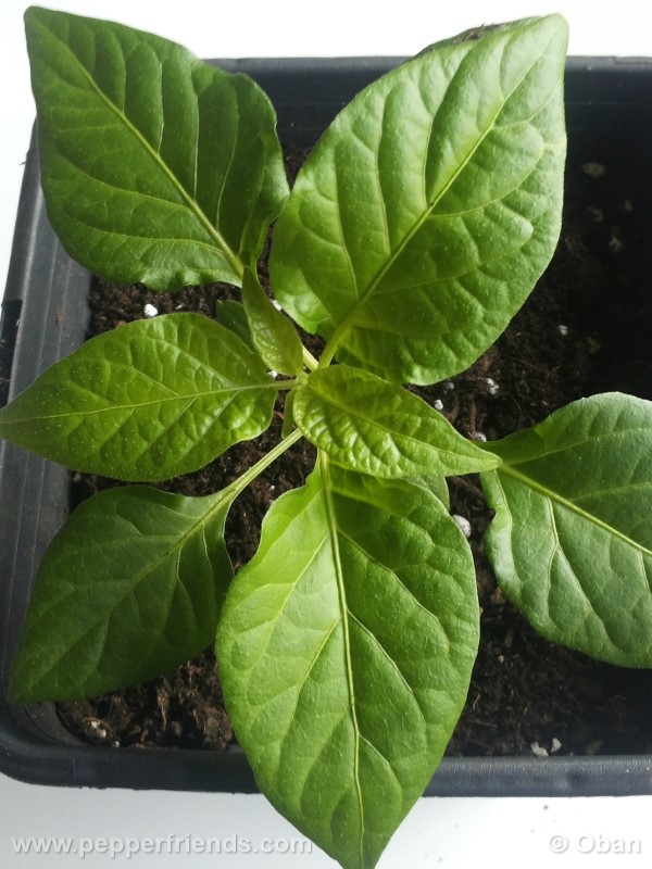 bhutlah-red_001_pianta_05.jpg