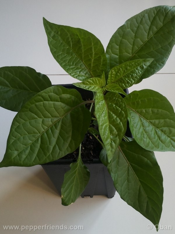 bhutlah-red_001_pianta_06.jpg