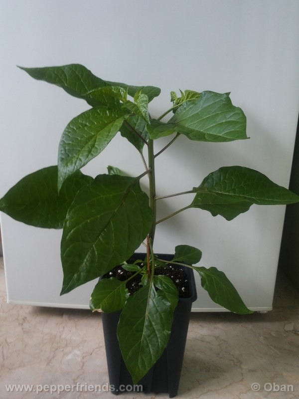 bhutlah-red_001_pianta_07.jpg