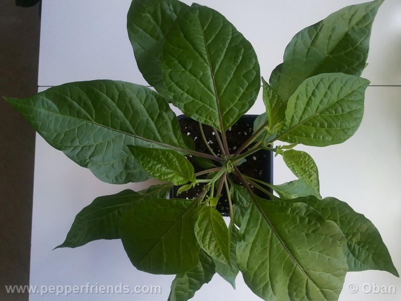 bhutlah-red_001_pianta_08.jpg