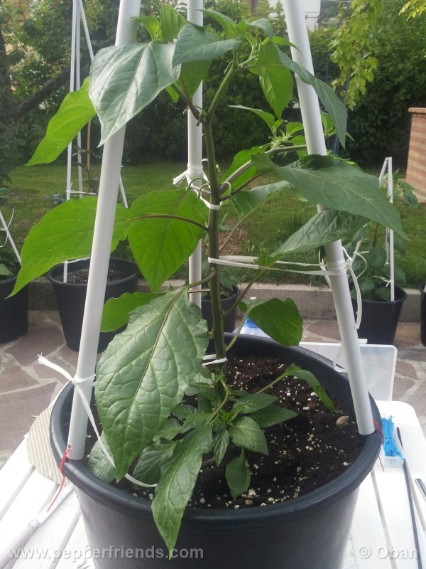bhutlah-red_001_pianta_09.jpg