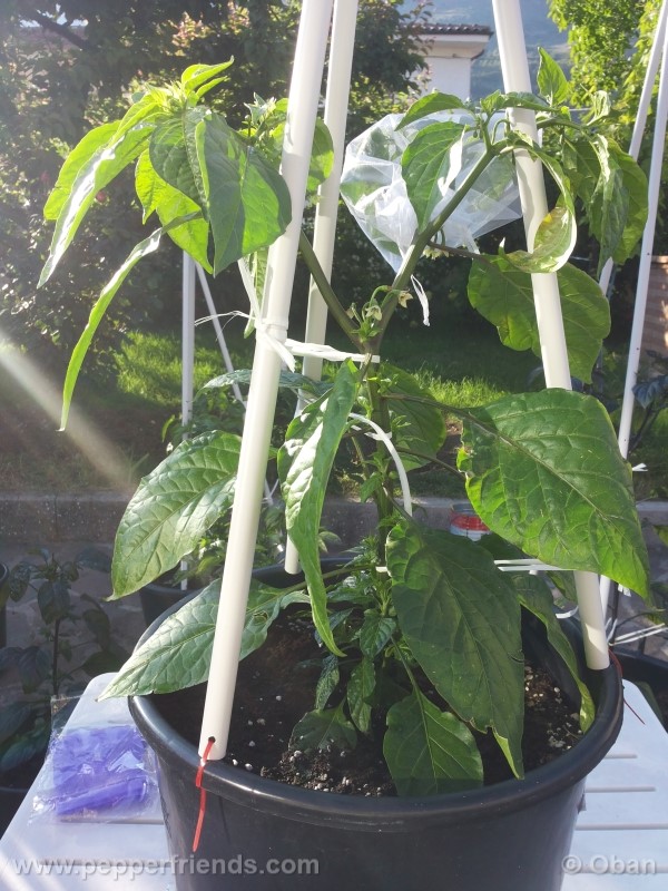 bhutlah-red_001_pianta_10.jpg