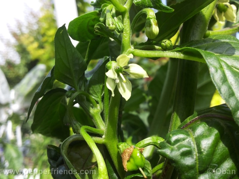 bhutlah-red_001_pianta_11.jpg