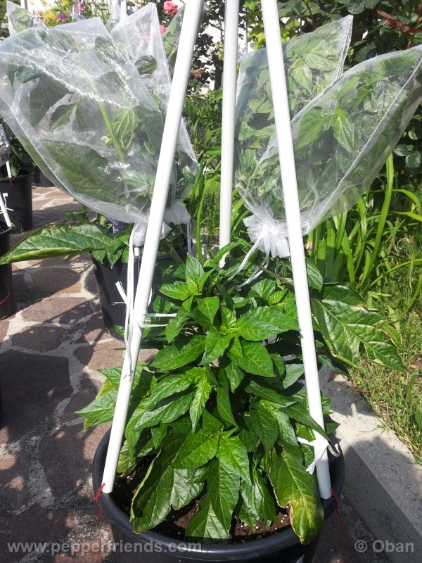 bhutlah-red_001_pianta_12.jpg