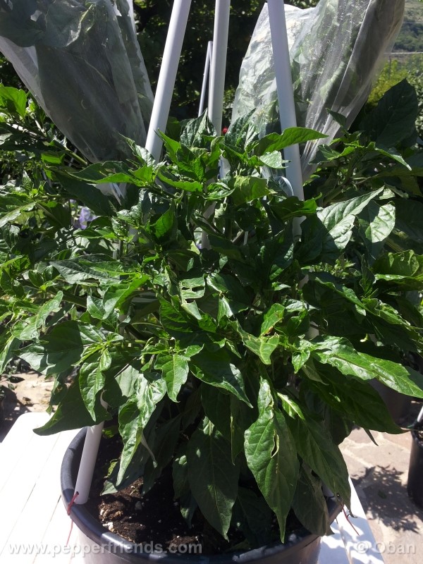 bhutlah-red_001_pianta_13.jpg