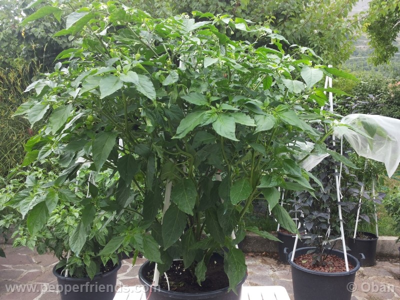 bhutlah-red_001_pianta_14.jpg