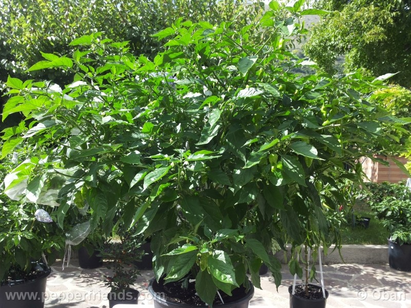 bhutlah-red_001_pianta_15.jpg