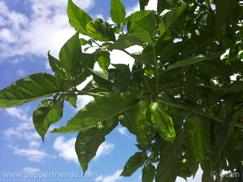 bhutlah-red_001_pianta_16.jpg