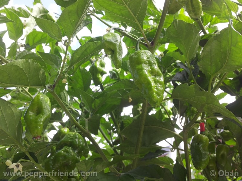 bhutlah-red_001_pianta_17.jpg