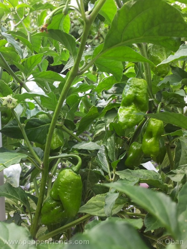 bhutlah-red_001_pianta_18.jpg