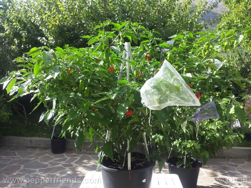 bhutlah-red_001_pianta_19.jpg