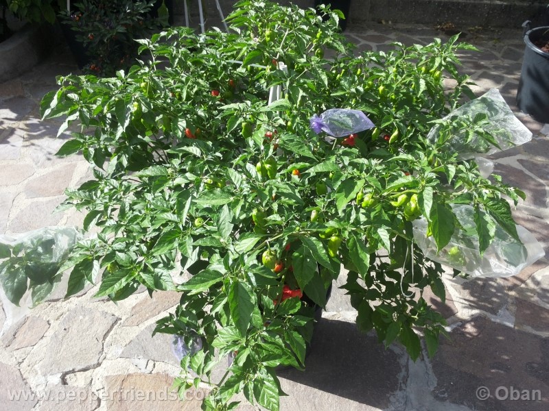 bhutlah-red_001_pianta_20.jpg