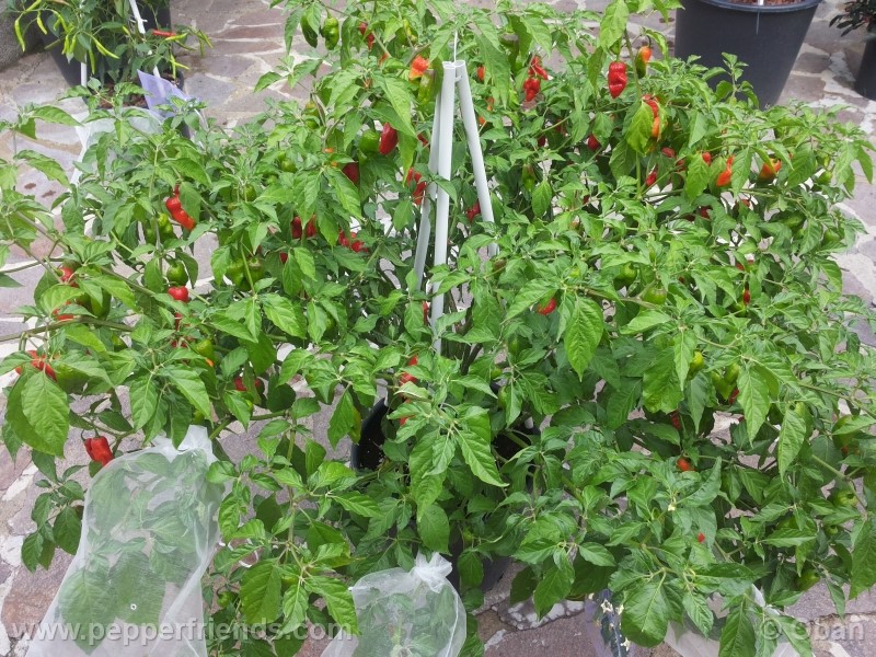 bhutlah-red_001_pianta_21.jpg