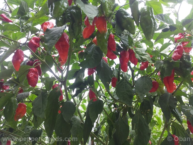 bhutlah-red_001_pianta_22.jpg