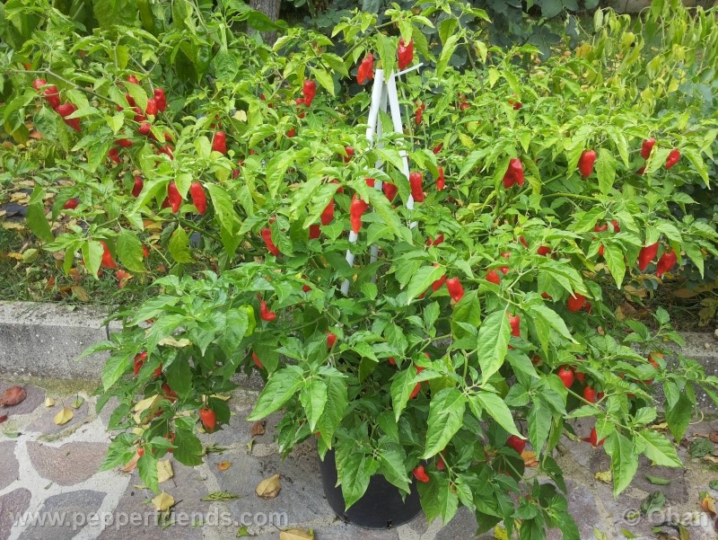 bhutlah-red_001_pianta_23.jpg