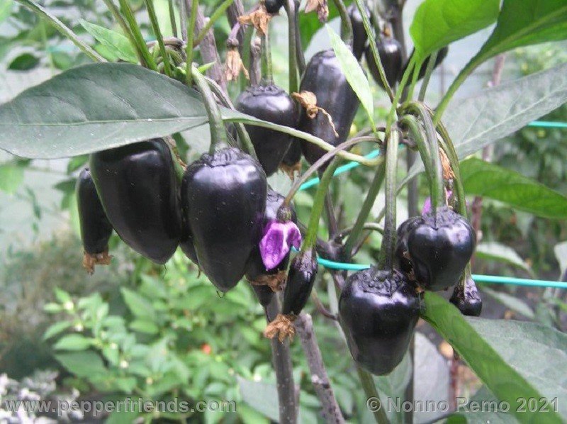black-leu_001_12_12.JPG.8ff8bebf83feec2b6803fb63453495e6.JPG