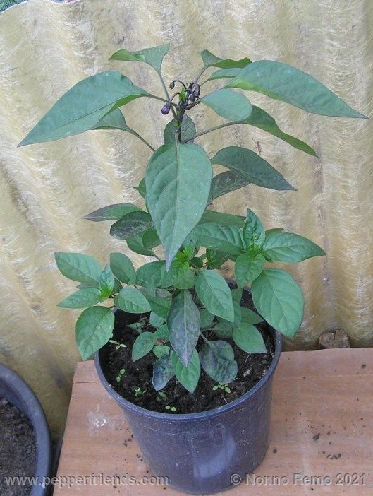 black-leu_001_3_3.jpg