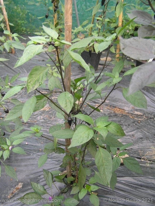 black-leu_001_4_4.jpg