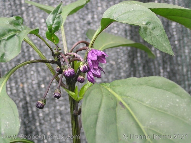 black-leu_001_8_8.JPG.a80cec4c26112975104399ed6d2ed7d7.JPG