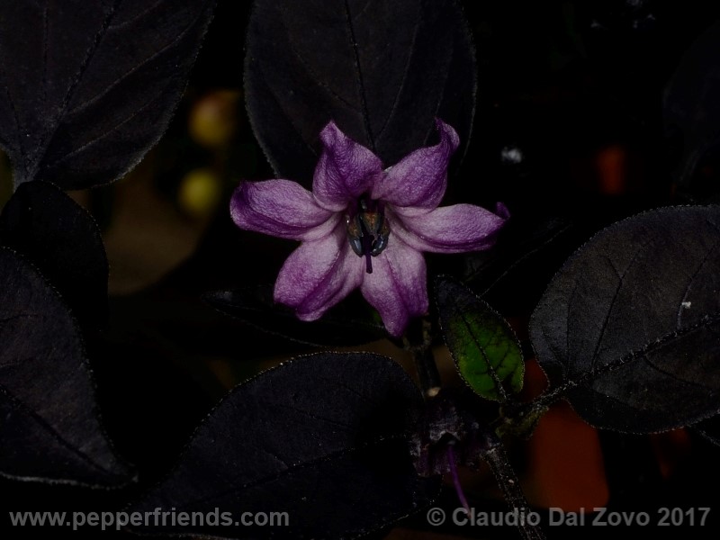 black-namaqualand_001_fiore_01.jpg